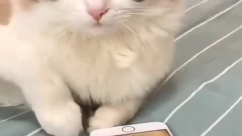 Very very funny cat🤣🤣🤣🤣😂😂😂