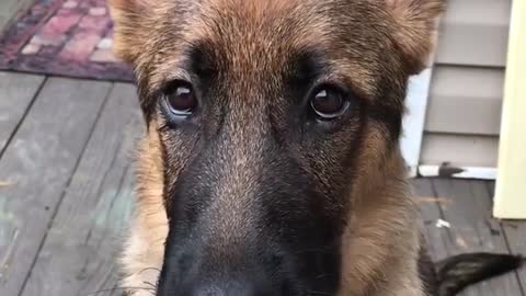 German shepherd licks eats peanut butter off spoon