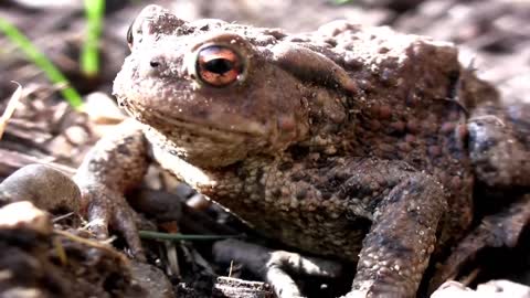 The MAXIMUM LIFESPANS of 17 wild ANIMALS in the UK