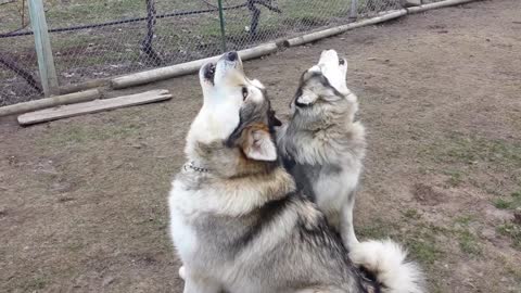 Dogs Howling(Alaskan Malamutes)