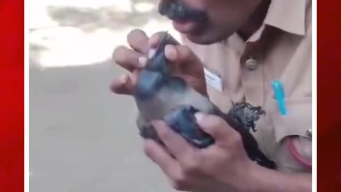 సీపీఆర్ చేసి కాకిని రక్షించారు! | #ytshorts #cpr #crow #cproperation #viralvideo #viralvideo