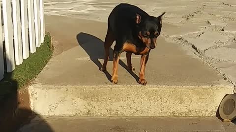 Extremely cute dog is afraid of heights.