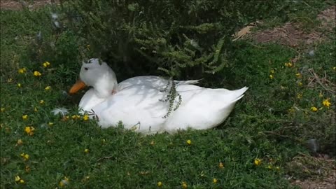 patos en las laguna