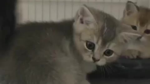 Newborn kittens huddled together to nurse