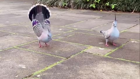 Lol ! Funny Dance 😂😂😂 #Dance #Bird #Viral #Entertainment #Clip