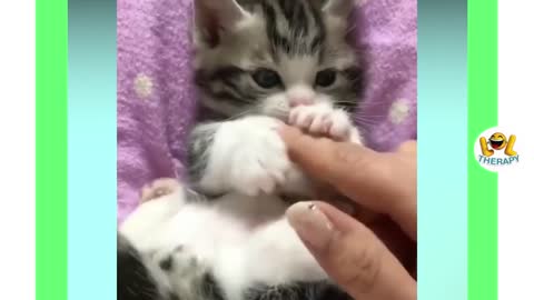 Cute Kitten Compilation Videos Featuring Short Leg Cat