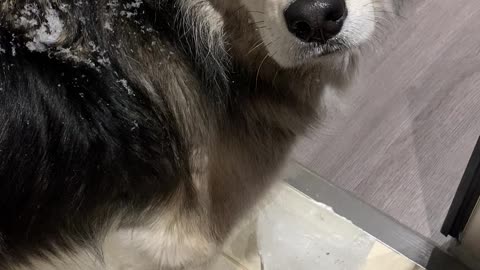 Dog Brings Block of Ice Inside