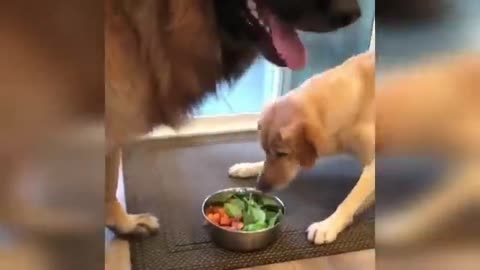 🐾🤣 "Cats vs. Dogs: Epic Showdown of Fun and Fails!" 🐱🐶