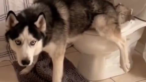 Spying My Husky Pooping, That Fart Though 😂 _ Funny Dog Videos #dogshorts #husky #huskies