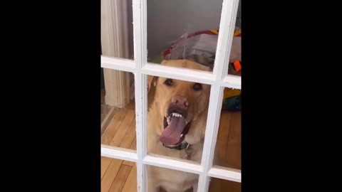 Funniest Animals 😄 New Funny Cats and Dogs Videos 😹🐶