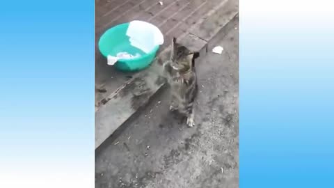 Funny cat video. 🐈