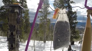 Bird Feeder - busy