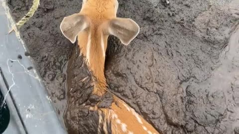 Man in Canoe Rescues Fawn Stuck in Mud