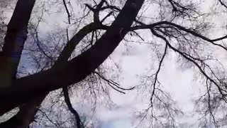 Tree Guys Save Cat