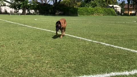 Belgian Malinois - Dog Training