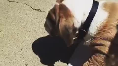 English Bulldog Puppy swimming with his owner for the first time