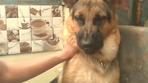 German shepard barks at blue hair dryer in bathroom