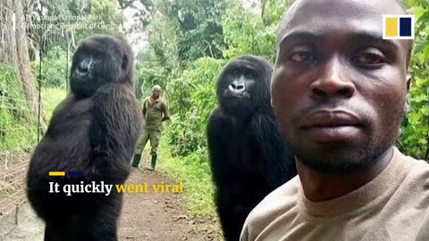 Why Gorilla's are good and friendly