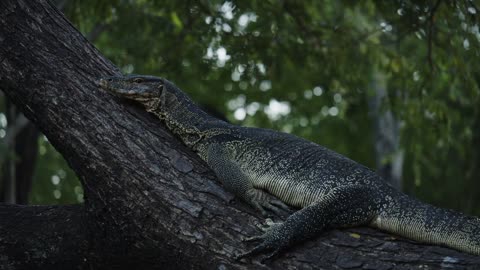 Lizard - Behavior of animals