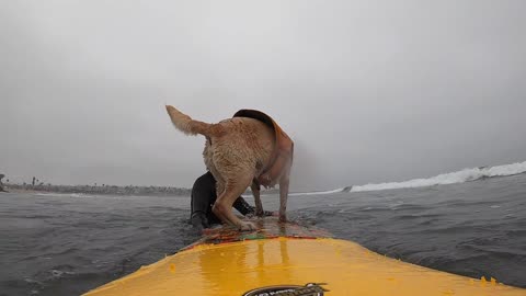 Surf dog spins on board looking for wave to catch