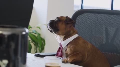 Funny dogs working in office