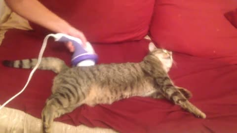 Funny cat massage(720P_HD)