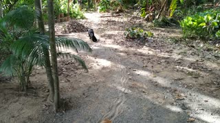 Dog Drags Itself in the Dirt