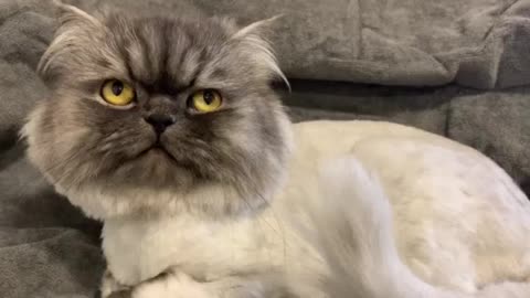 Persian cat