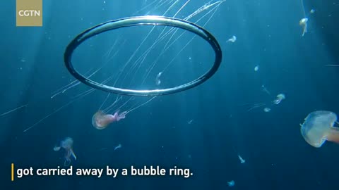 Strangely beautiful moment as jellyfish carried by bubble ring