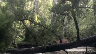 Kayaker Spots Deer Swimming in the Florida Forest