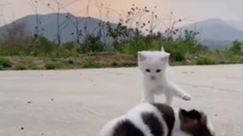 Cute cat and dog playing