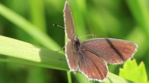 beautiful butterfly on green leaf ede