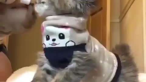 Cuty cat