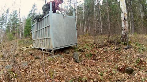 Siberian Tiger Released - GoPro Hero Video _ IFAW