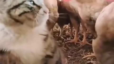 Funny cat video