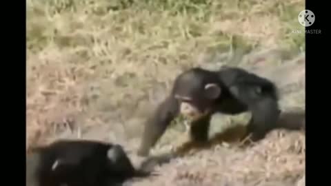 animal funny video nice flime