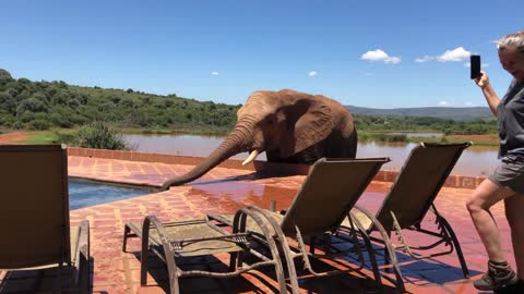 Elephant surprises onlookers...