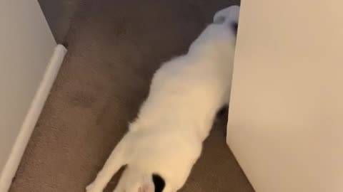 Kitty's Cute Welcome Home Routine