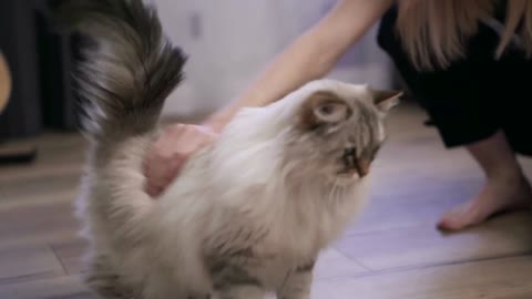 Woman giving small food to cat on the floor from her hand