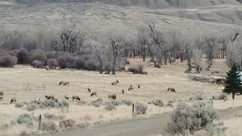 Elk Leisurely Graze on Grass