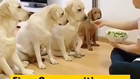 Funny_Dog's_🐕_love_❤️_cute_puppy_😍_Dog_lovers_whatsapp_status_video__Tiktok_videos_TheDogs_Planet