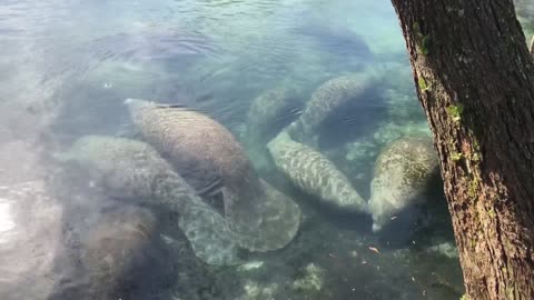 Herd of Sea Cows