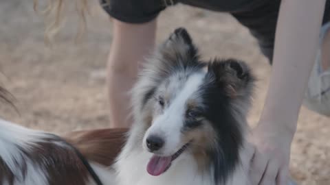 Woman Playing with Two Pet Dogs--FH