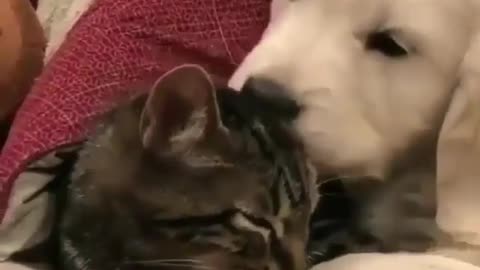 The dog and the Cat are sleeping