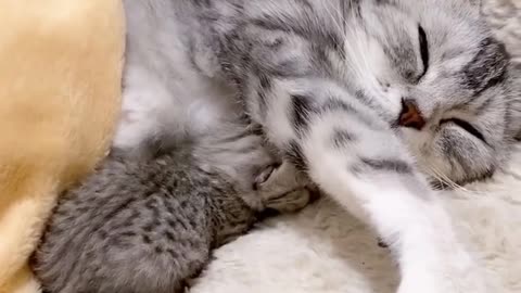 Golden Retrievers and Husky Meeting Their Best Friends Newborn Kitten so cute..