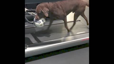 DOG RIDING A TREADMILL IN A PROFESSIONAL WAY!!