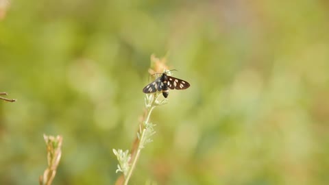 Insect fly with striped abdomen is sitting on the green grass