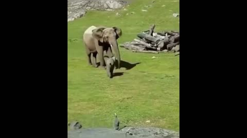 VIEW HOW CRAZY BABY ELEPHANT IS.