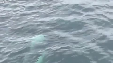 hungry stag whale