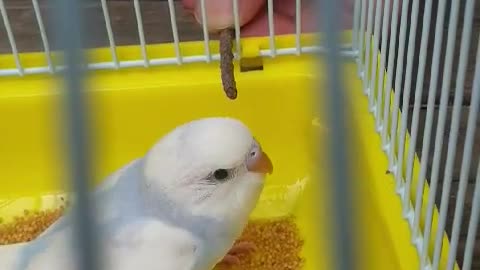 I'm a bird, but I don't eat bugs!